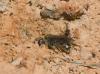 Lasioglossum sp.